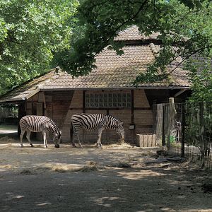 Savanna stable building, Chapman's zebra side, 2025-05-22