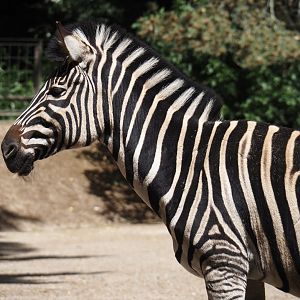 Chapman's zebra (Equus quagga chapmani), 2025-05-22