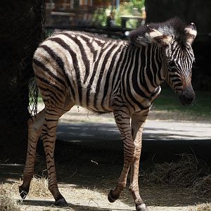 Chapman's zebra foal (Equus quagga chapmani), 2025-05-22