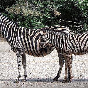 Chapman's zebra (Equus quagga chapmani) with foal, 2025-05-22