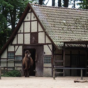 Domestic Bactrian camel barn, 2025-05-22