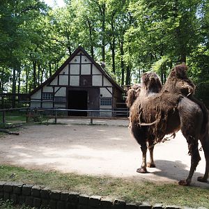 Domestic Bactrian camel barn and part of paddock, 2025-05-22