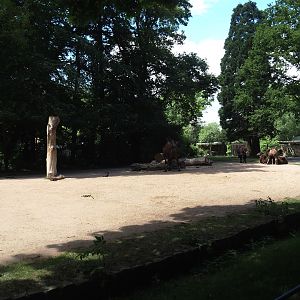 Domestic Bactrian camel paddock, 2025-05-22
