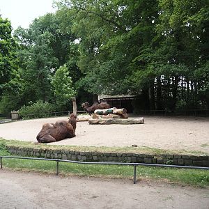 Domestic Bactrian camel paddock, 2025-05-22