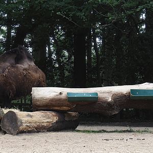 Large tree trunk with feeding troughs for the Bactrian camels, 2025-05-22