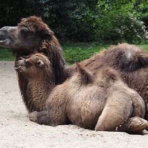 Domestic Bactrian camel (Camelus bactrianus) with calf, 2025-05-22