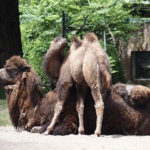 Domestic Bactrian camel (Camelus bactrianus) with calf, 2025-05-22