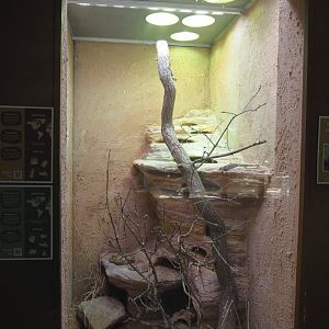 Blue spiny lizard and Colorado River toad terrarium, 2025-05-22