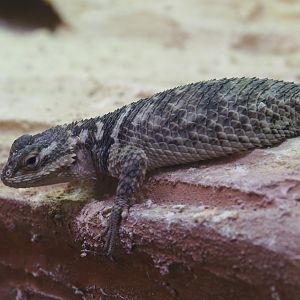 Blue spiny lizard (Sceloporus cyanogenys), 2025-05-22