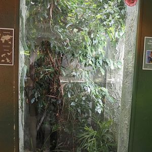 Rhinoceros snake terrarium, 2025-05-22