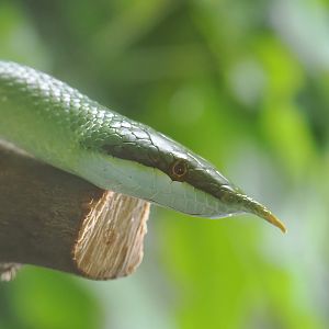 Rhinoceros snake (Gonyosoma boulengeri), 2025-05-22