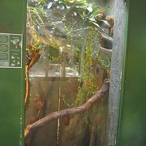 Amazonian milk frog terrarium, 2025-05-22