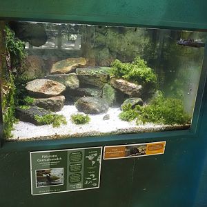 Lake Patzcuaro salamander and Great ramshorn snail tank, 2025-05-22