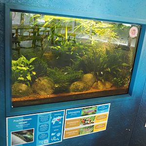 Tiger hillstream loach, Galaxy rasbora, Fancy track snail and Malawa shrimp tank, 2025-05-22