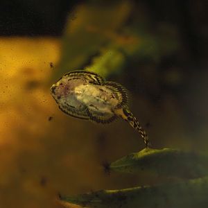 Tiger hillstream loach (Sewellia lineolata), 2025-05-22