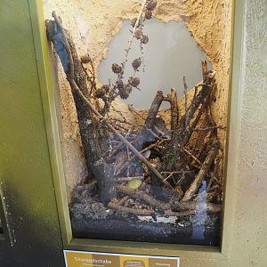 Emerald cockroach terrarium, 2025-05-22