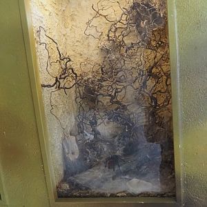 Greenbottle blue tarantula terrarium, 2025-05-22