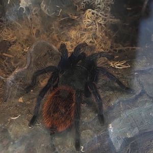 Greenbottle blue tarantula (Chromatopelma cyaneopubescens), 2025-05-22