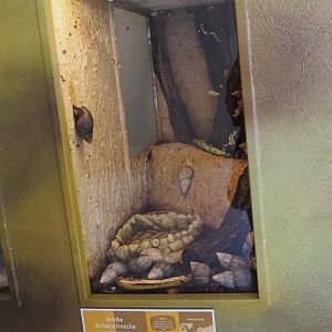 Giant African land snail terrarium, 2025-05-22