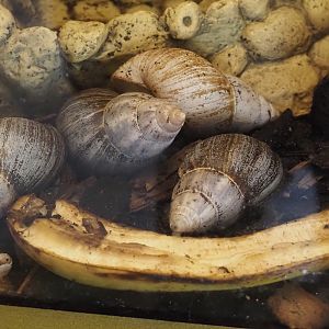 Giant African land snails (Lissachatina fulica), 2025-05-22