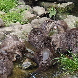 Asian small-clawed otters (Aonyx cinerea), 2025-05-22