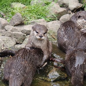 Asian small-clawed otters (Aonyx cinerea), 2025-05-22