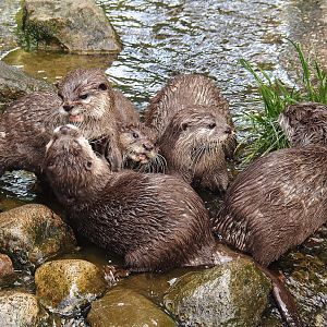 Asian small-clawed otters (Aonyx cinerea), 2025-05-22