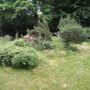 Hermann's tortoise exhibit, 2025-05-22