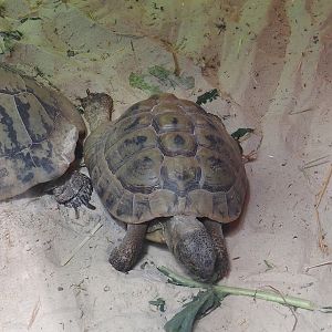 Hermann’s tortoise (Testudo hermanni), 2025-05-22