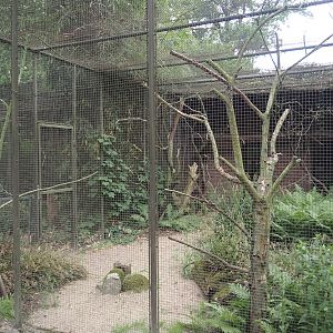 Empty aviary, previously for Trumpeter hornbills and Vulturine guineafowl, 2025-05-22