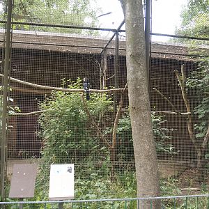 Trumpeter hornbill aviary, 2025-05-22