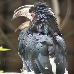 Trumpeter hornbill 2025-05-22