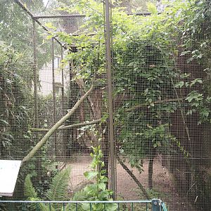 Cotton-top tamarin exhibit, 2025-05-22