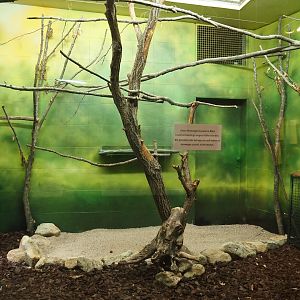 Former Trumpeter hornbill and Vulturine guineafowl indoor aviary, 2025-05-22