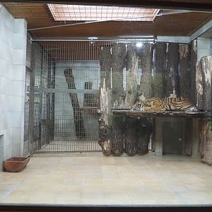 Indoor Sumatran tiger exhibits, 2025-05-22