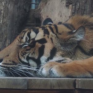 Sumatran tiger (Panthera tigris sumatrae), 2025-05-22