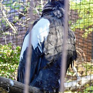 Steller's Sea Eagle (Haliaeetus pelagicus) November 29, 2025