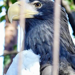 Steller's Sea Eagle (Haliaeetus pelagicus) November 29, 2025
