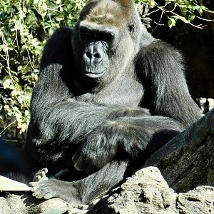 Western Lowland Gorilla (Gorilla gorilla gorilla) November 29, 2025