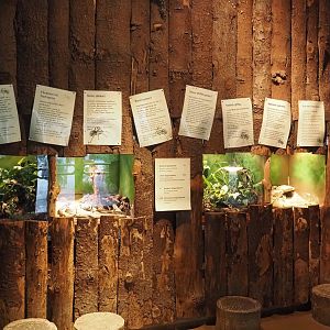 Tarantula terrariums in the tiger house, 2025-05-22