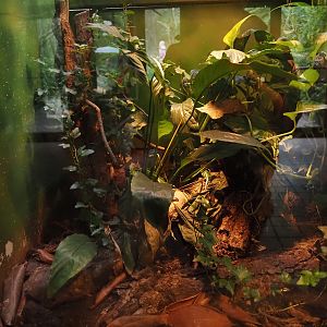 Terrarium Poecilotheria species, 2025-05-22