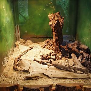 Terrarium Brachypelma emilia, 2025-05-22