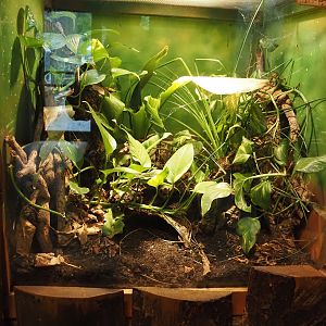 Terrarium Nhandu vulpinus, 2025-05-22