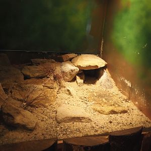 Terrarium Grammostola rosea, 2025-05-22