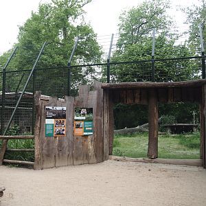 Sumatran tiger viewing window, 2025-05-22