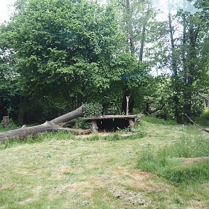 First Sumatran tiger exhibit, 2025-05-22