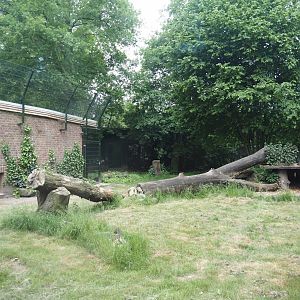 First Sumatran tiger exhibit, 2025-05-22