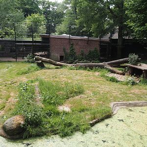 First Sumatran tiger exhibit, 2025-05-22