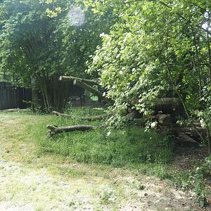 First Sumatran tiger exhibit, 2025-05-22