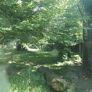 First Sumatran tiger exhibit, 2025-05-22